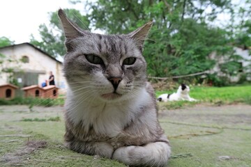 Naklejka na ściany i meble pic of italian cat living in a park