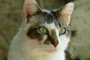 pic of italian cat living in a park
