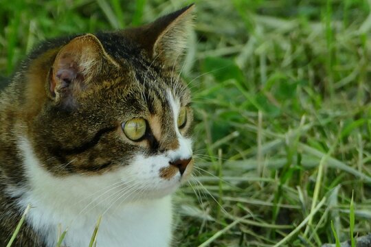 pic of italian cat living in a park
