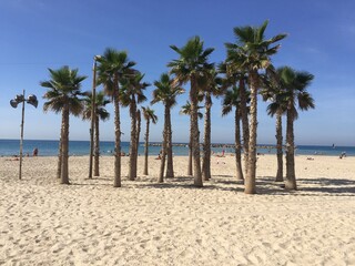 palm trees on the beach