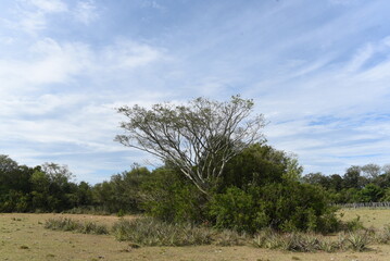 Obraz premium Imagenes de la llanura, campo argentino