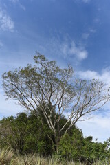 Imagenes de la llanura, campo argentino