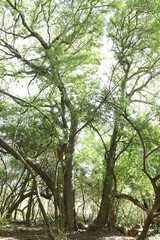 Fototapeta premium Imagenes de la llanura, campo argentino