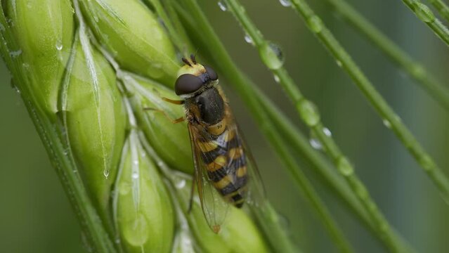 Close Up Zoom to Hoverfly on Wheat