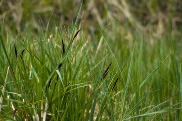 green grass background- Vegetation