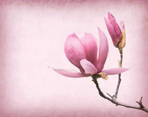 magnolias bloom on Vintage background old paper