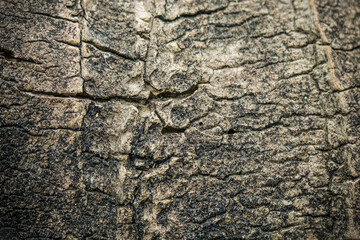 Dry Brown Texture