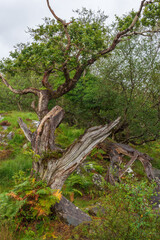Fototapeta premium Ring of Kerry Irland Gortnacarriga