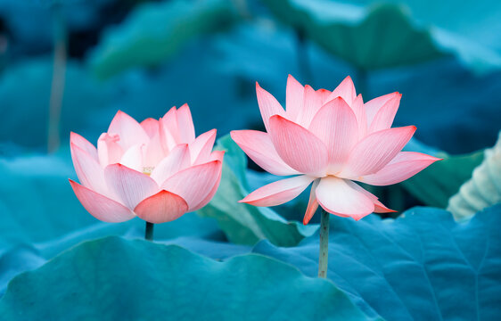 blooming Lotus flower in the pond in summer