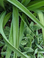 Obraz premium spring green after rain with water drops on leaf