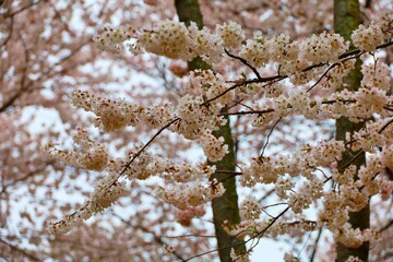 Cherry Blossom in Washington DC