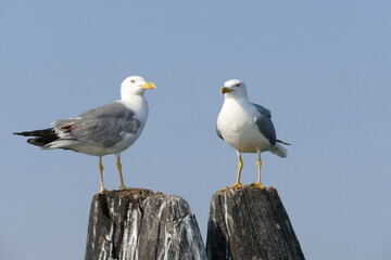 postcard from romantic lagoon of Venice Italy