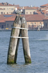 postcard from romantic lagoon of Venice Italy