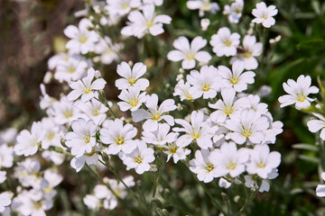 White little flowers of spring - easter-bell (Stellaria holostea). Echte Sternmiere is blooming in summer in the green grass
