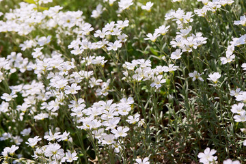 White little flowers of spring - easter-bell (Stellaria holostea). Echte Sternmiere is blooming in summer in the green grass