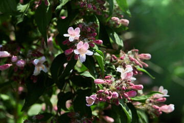 Booming ornamental plant Linnaea amabilis (Kolkwitzia amabilis). This plant is a species of flowering plants in the family Caprifoliaceae.