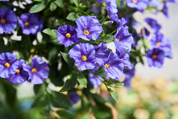 Lycianthes rantonnetii decorative plant, the blue potato bush or Paraguay nightshade, is a species...