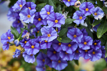 Lycianthes rantonnetii decorative plant, the blue potato bush or Paraguay nightshade, is a species of flowering plant in the nightshade family Solanaceae.