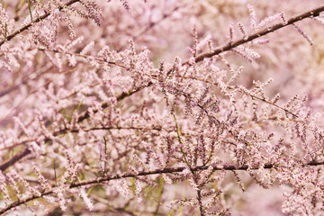 Tamarix gallica, French tamarisk - deciduous, herbaceous, twiggy shrub covered with pink flowers.  Blooming bush of Tamarisk (Salt cedar) in the garden