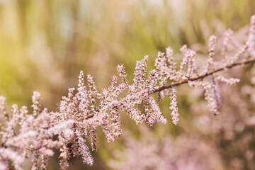 Tamarix gallica, French tamarisk - deciduous, herbaceous, twiggy shrub covered with pink flowers. ...