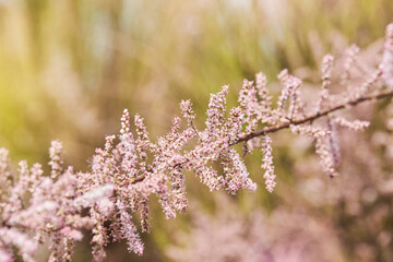 Tamarix gallica, French tamarisk - deciduous, herbaceous, twiggy shrub covered with pink flowers.  Blooming bush of Tamarisk (Salt cedar) in the garden