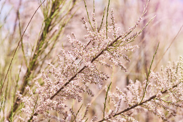Tamarix gallica, French tamarisk - deciduous, herbaceous, twiggy shrub covered with pink flowers.  Blooming bush of Tamarisk (Salt cedar) in the garden