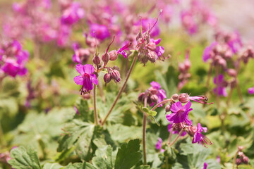 The Balkan Cranesbill or Geranium macrorrhizum. It is a cranesbill with beautiful lilac-pink flowers. 