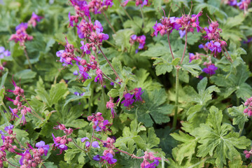 The Balkan Cranesbill or Geranium macrorrhizum. It is a cranesbill with beautiful lilac-pink flowers. 