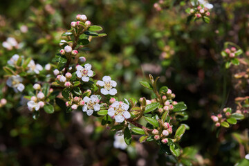 The flowers of the Desert Baeckea shrub (Baeckea crassifolia) blooming in spring