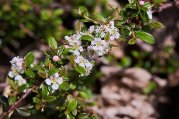 The flowers of the Desert Baeckea shrub (Baeckea crassifolia) blooming in spring