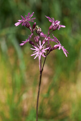 Close-up of flowering Lychnis flos-cuculi or Ragged robin. Pink flowers of Ragged-Robin  in a meadow