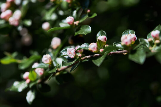 A Bearberry cotoneaster Radicans white flower blooming in spring.  Latin name - Cotoneaster dammeri Radicans