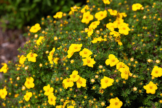 Bright yellow flowers of Dasiphora fruticosa on a Bush in the garden in summer. Shrubby Cinquefoil or Potentilla fruticosa 'King Cup'