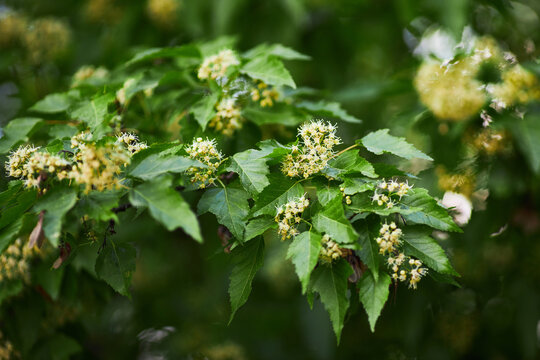 Acer tataricum. Aceraceae Family. Tatarian maple in blossom