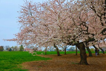 Fototapeta premium Cherry Blossom in Washington DC