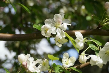 Crab Apple Trees in Bloom