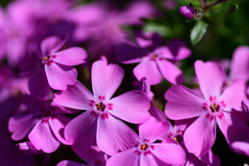 Fototapeta na wymiar 春の花　ピンク色のシバザクラ