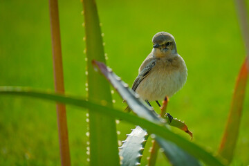 bird locking at the camera 