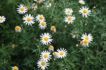 Obraz premium Paris daisy also known as Argyranthemum frutescens, marguerite or marguerite daisy, is a perennial plant known for its flowers blooming in garden