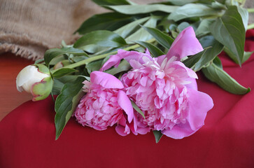 A beautiful bouquet of pink peonies on burgundy chiffon fabric and rustic burlap.