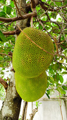 Jackfruit sprouts on the tree Fruits that are abundant in Asia are sweet and fragrant. and can also be used to make food