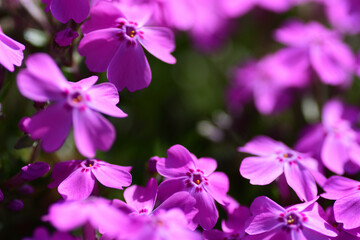 Fototapeta na wymiar 春の花　ピンク色のシバザクラ