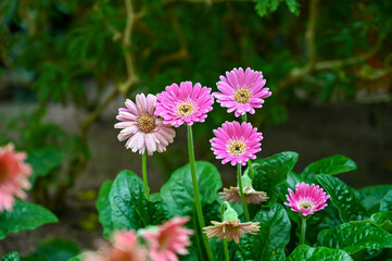 Fototapeta premium African daisies or Osteospermum flowers plant blooming in garden