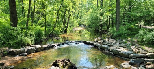 Forest Stream with Rocks