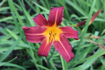 red and yellow flower