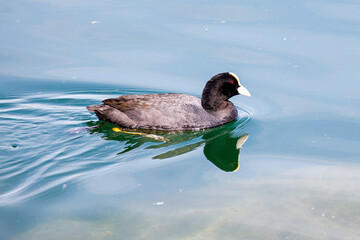 Coot relaxing at the lake