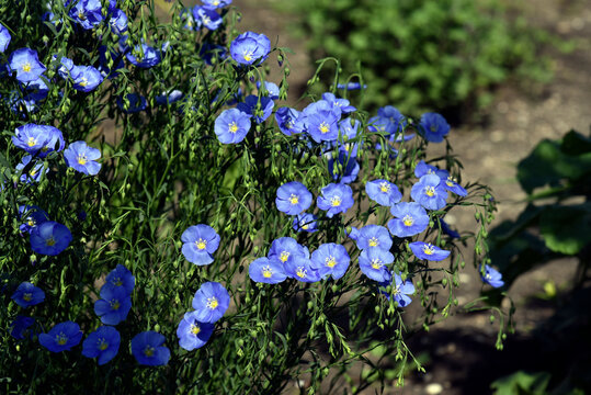 Blue flowers of flax field Flax Linum of the Flax family Linaceae
