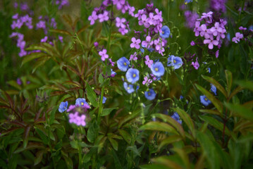 Fototapeta na wymiar Blue flowers of flax field Flax Linum of the Flax family Linaceae