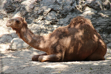 dromedary in a zoo in thailand