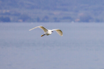 A little egret at the lake